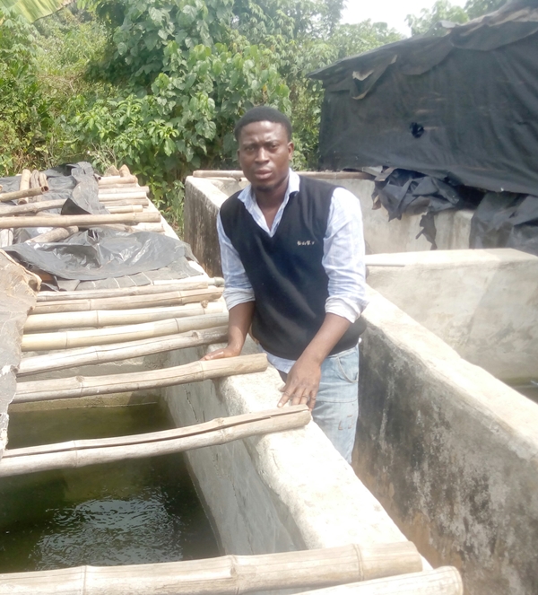 catfish fingerlings hatchery production